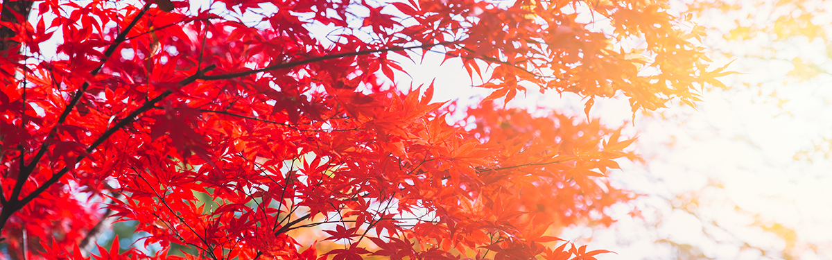 【紅葉(もみじ)狩り】日帰り・宿泊バスツアー人気おすすめ3選